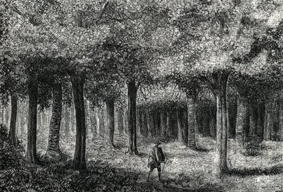 Foresta di alberi di cinchona che produce corteccia di cinchona per il trattamento della malaria, Perù, 1888 da French School
