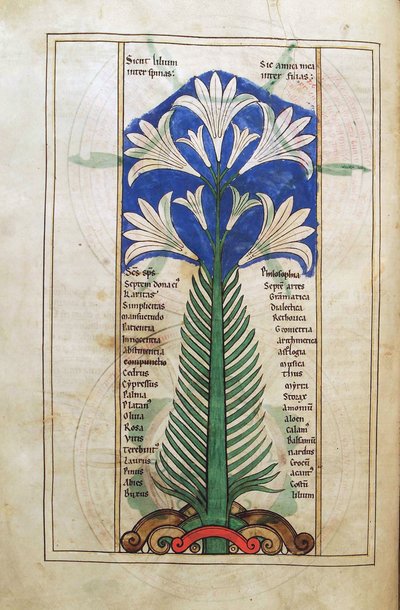 Cod. Guelf. 1 Gud. lat. (31v), Un Giglio (lilium longiflorum), dal Liber Floridus di Lambert de Saint-Omer c.1120 da French School