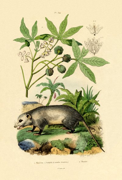 Opossum comune da French School