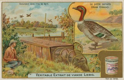 Alzavola comune; cattura delle anatre da French School