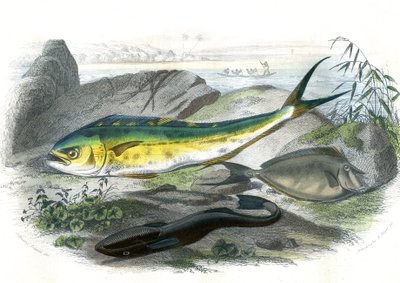 Coryphene Hippurus (coryphene, pesce camaleonte) - In basso: echeneis remora e il nason licornet - Tavola estratta da Storia Naturale di Bernard Germain de Lacepede, edizione P.Furme, Parigi da French School