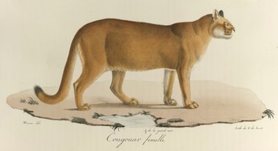 Cougouar femmina, da 