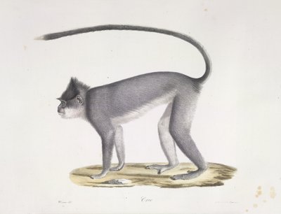 Croo. Una scimmia, da Histoire Naturelle des Mammifères (litografia a colori) da French School