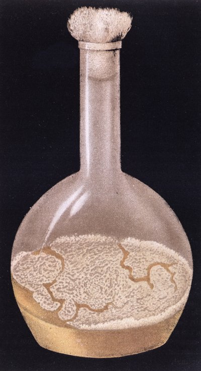 Coltura della tubercolosi umana, da La Tuberculose et son Bacile di Isidore Strauss (1845-96) 1895 da French School