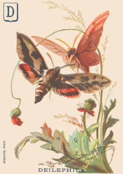 D: Deilephila (Deilephila elpenor o Grande sfinge della vite) da French School