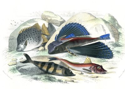 Dactyloptere pirapede (Dactylopterus pirapeda) pesce volante, Chetodon argus (scatophagus argus), centronote pilote (echeneis naucrate), Trigle Lyre (Genicanthus Melanospilos) - Tavola estratta da Storia Naturale di Bernard Germain de Lacepede da French School