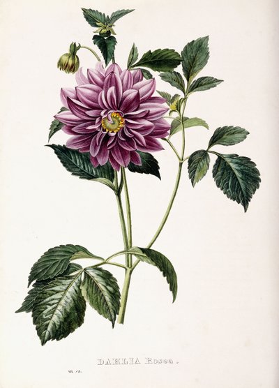 Dahlia Rosea, 1715 da French School