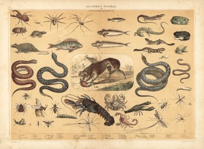 Animali Pericolosi da French School