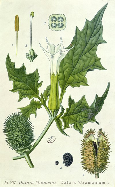 Datura stramonium, tavola botanica da French School