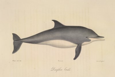Delfino bridato, da Histoire Naturelle des Mammifères (litografia a colori) da French School
