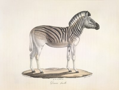 Dauw femmina. La zebra quagga striata, o zebra di Burchell, del Sud Africa (Asinus Burchellii), da Histoire Naturelle des Mammifères da French School