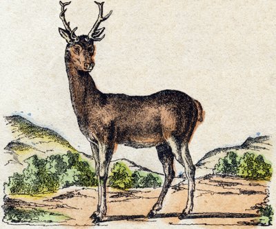 Cervo. Incisione in "Alfabeto degli animali selvatici". 9a Serie. Imagerie d