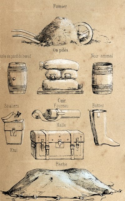 Descrizione dei vari prodotti e usi della mucca: tutti i tipi di oggetti fatti dalla mucca (olio di piede di bue, oggetti in pelle, letame). Tavola "La coache et ses produits" in "les Récréations instructives" Sinottico dipinto di Jules DELBRUCK, incisione da French School