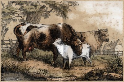 Descrizione dei vari prodotti e usi della mucca: mucca, vitello in un prato. Tavola 