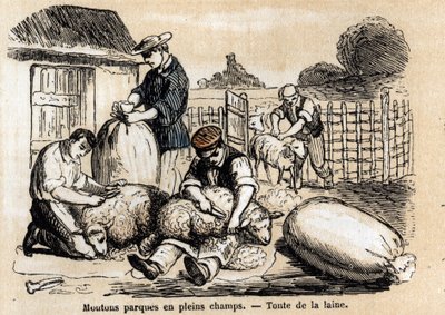Descrizione dei vari usi e prodotti della pecora: tosatura delle pecore. Tavola 