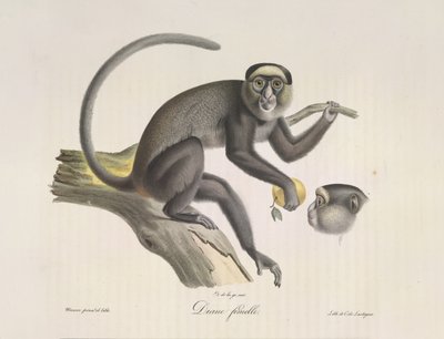 Diane femelle, una scimmia femmina, da Histoire Naturelle des Mammifères da French School