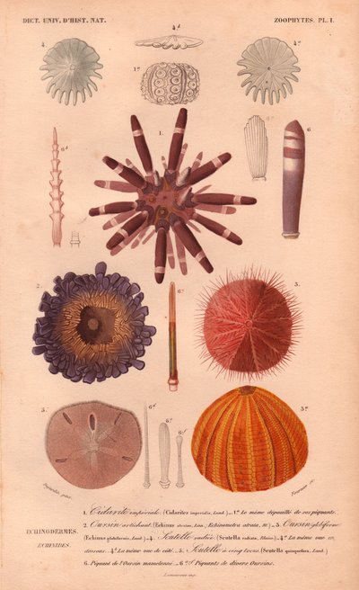 Diversi tipi di ricci di mare colorati e le loro spine, da 
