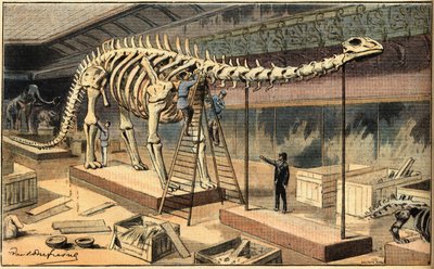 Fossile di Diplodocus al Museo di Storia Naturale di Parigi. Incisione dal giornale 