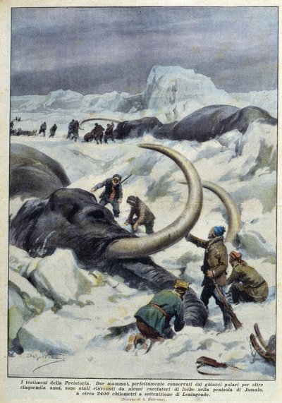 Scoperta di mammut preistorici intrappolati nel ghiaccio polare, inizio XX secolo da French School