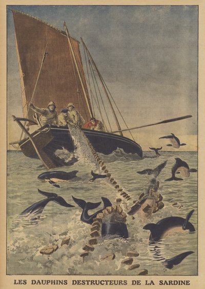 Delfini che disturbano la pesca delle sardine da French School