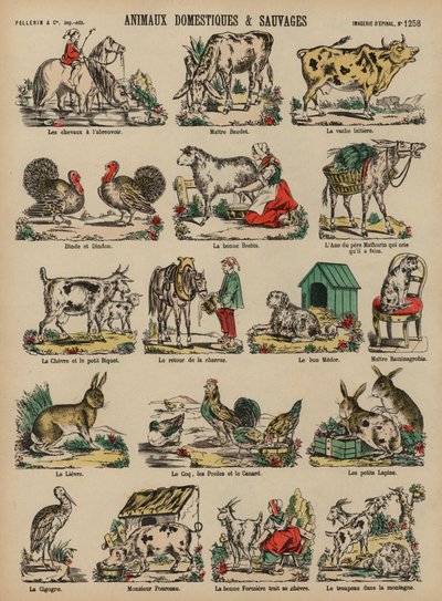 Animali domestici e selvatici da French School