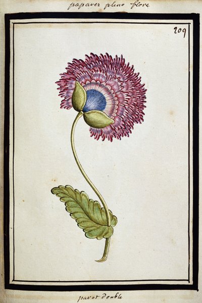 Papavero Doppio, c.1700 da French School