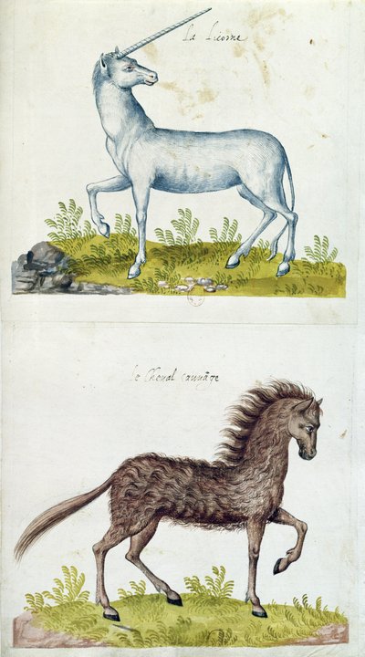Disegni di un unicorno e di un cavallo selvatico da French School