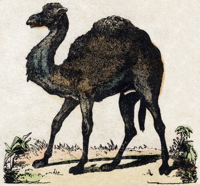 Dromedario. Incisione in "Alfabeto degli animali selvatici". 9a Serie. Immagini di Epinal, Pellerin, stampatore-editore, circa 1870. Incisioni su legno, stencil. 16 pagine. Dim: 20 x 15 cm. Collezione privata da French School