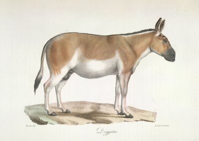 Dziggetai, da Histoire Naturelle des Mammifères da French School
