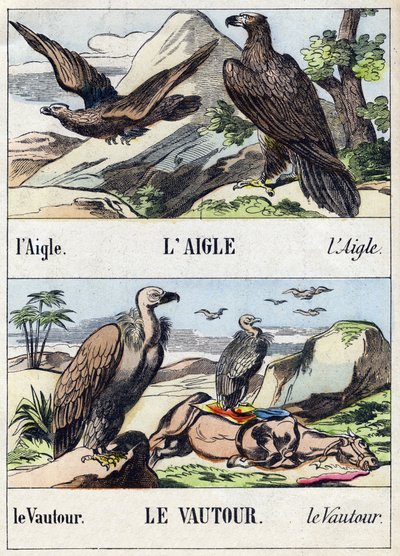 Aquila e avvoltoio da French School