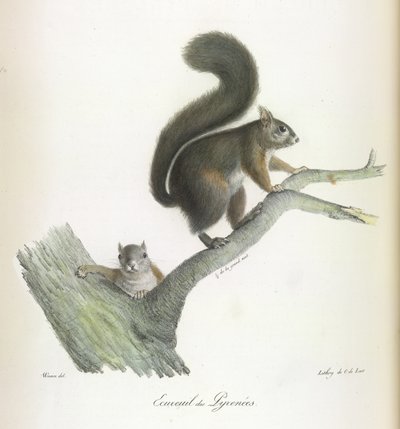 Scoiattolo dei Pirenei, da Histoire Naturelle des Mammifères da French School