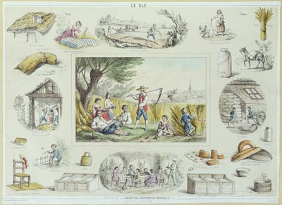 Illustrazione educativa del mais, c.1860-70 da French School