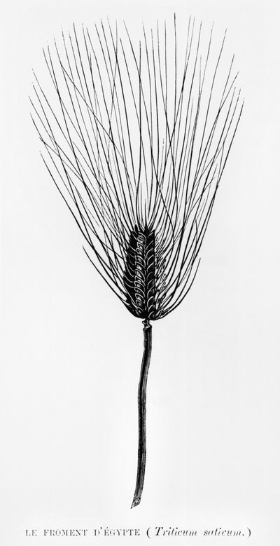 Grano egiziano, illustrazione da L