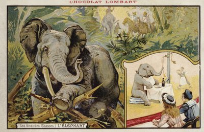 Elefante da French School