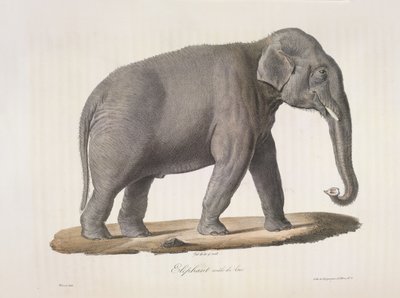 Elefante maschio asiatico, da 