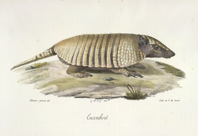 Encoubert, Armadillo, da 