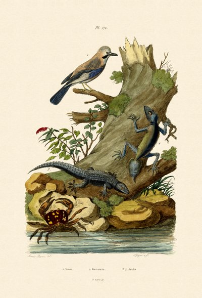 Ghiandaia eurasiatica da French School