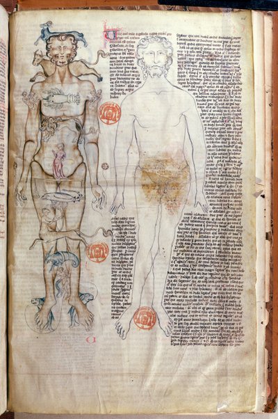La relazione tra il corpo umano e i segni dello zodiaco, da un trattato medico di Abul Qasim Khalaf ibn al-Abbas al-Zahrawi (Abulcasis) (936-1013) tradotto da Gerard de Cremone da French School