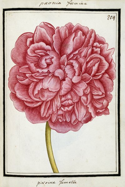 Peonia Femminile, c.1700 da French School