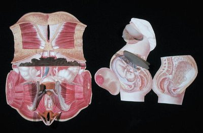 Figura anatomica femminile, da 