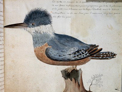 Femmina di Martin pescatore anellato (Megaceryle torquata), Elizabeth Bay, Stretto di Magellano, acquerello dal Voyage of Mr De Beauchesne, capitano della Compagnie royale de la Mer du Sud, dal 1698 al 1701, Francia da French School