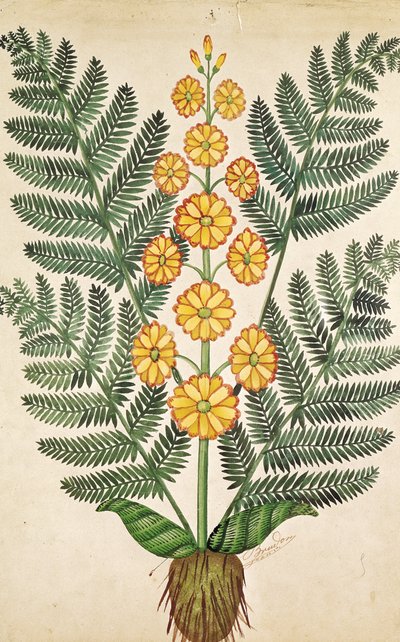 Felce con fiori gialli da French School