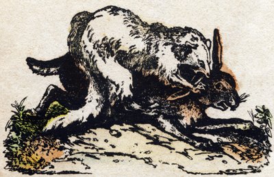 Furetto. Incisione in "Alfabeto degli animali selvatici". 9a Serie. Imagerie d