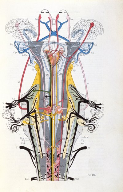 Fig. 212 da Semiologie des Affections du Systeme Nerveux di J. Dejerine, 1914 da French School