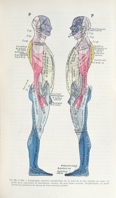 Fig. 381 & 382 Il sistema nervoso, da Semiologie des Affections du System Nerveux di J. Dejerine, 1914 da French School