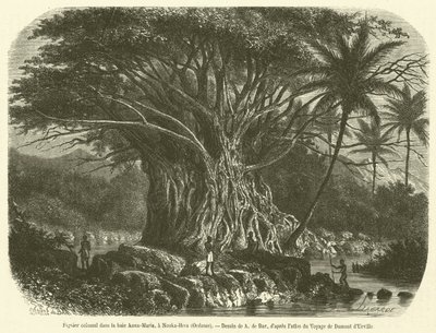 Fico colossale nella baia Anna-Maria, a Nouka-Hiva, Oceania (incisione) da French School