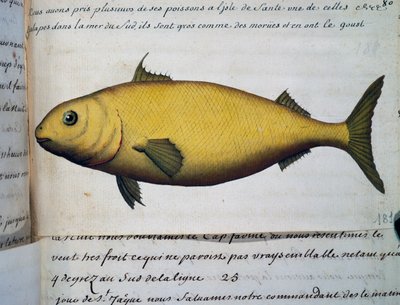 Pesce grande come merluzzo, Isola De La Sante, acquerello dal diario di bordo di Jacques Gouin de Beauchesne, capitano della Compagnie royale de la Mer du Sud, dal 1698 al 1701 da French School