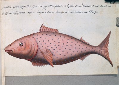 Pesce chiamato Bocca Grande, isola di Sao Vicente, Capo Verde, acquerello dal diario di bordo di Jacques Gouin de Beauchesne, capitano della Compagnie royale de la Mer du Sud, dal 1698 al 1701 da French School