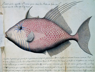 Pesce chiamato Bource, isola di Sao Vicente, Capo Verde, acquerello dal diario di bordo di Jacques Gouin de Beauchesne da French School