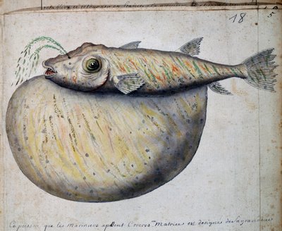Pesce chiamato Crocros, isola di Sao Vicente, Capo Verde, acquerello dal diario di bordo di Jacques Gouin de Beauchesne, capitano della Compagnie royale de la Mer du Sud, dal 1698 al 1701 da French School
